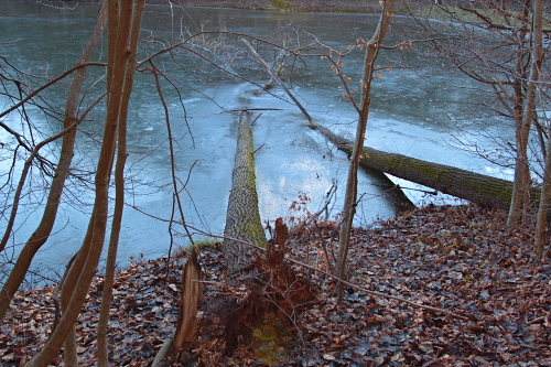 stromy padlé do zmrzlé řeky