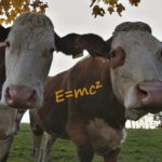 dvě blbé krávy přemýšlí o teorii relativity